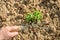 Instructions step by step planting vegetables on the beds. Hands of a farmer girl plant fresh vegetables in the ground. Care,