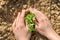 Instructions step by step planting vegetables on the beds. Hands of a farmer girl plant fresh vegetables in the ground. Care,