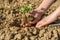 Instructions step by step planting vegetables on the beds. Hands of a farmer girl plant fresh vegetables in the ground. Loosen the