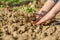 Instructions step by step planting vegetables on the beds. Hands of a farmer girl plant fresh vegetables in the ground. Loosen the