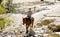 Instructor or cattleman riding horse in sunglasses, cowboy hat and rider boots