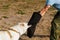 The instructor conducts the lesson with the white Swiss shepherd dog