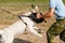 The instructor conducts the lesson with the white Swiss shepherd dog