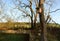 Insufficient nesting cavities in trees Placing a nest box on a suitable tree in a park. the larger cavities of the trees are cover