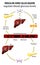 Insulin and glucagon