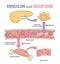 Insulin and glucose release regulation educational scheme outline concept