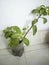 An insulin plant growing on plastic pot at home to cure diabetes in Dhaka, Bangladesh