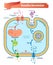 Insulin secretion vector illustration. Biological pancreas function.