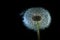 Intact Dandelion Seed Pod - Dramatic Light on Black