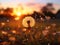 Intact dandelion - spore Pappus at dusk. Low angle photographic exquisite detail.Generative AI