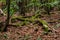 Intact nature in a lush green forest in Germany