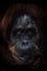 Intellectual face of an orangutan with an ironic look and a half smile, dark background