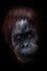 Intellectual face of an orangutan with an ironic look and a half smile, dark background. Isolated black background