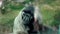 An intelligent and curious monkey is sitting behind the glass in its enclosure, observing the visitors of the zoo with a