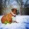 Intelligent dog breeds red boxer lies in winter on snow with flo