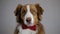 An intelligent dog wears a red bow tie and poses on a white background. The brown Australian Shepherd looks like a