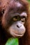 Intelligent eyes and face of an Orangutan