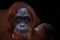 The intelligent face of an orangutan philosopher with red hair