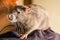 Intelligent hand beast rat gray big fluffy sitting on shoulder close-up looking with surprise