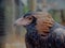 Intelligent Independent Black-Breasted Buzzard with Magnificent Plumage.