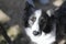 intelligent melancholic black-and-white Border Collie dog looks up thoughtfully