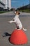 An intelligent obedient dog sits on its hind paws in a begging pose on anti parking concrete stone. Jack Russell Terrier