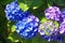 Intense blue blooming flowers Hydrangea garden