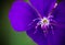 Intense bright purple flower genus Tibouchina, a tropical flower