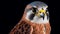 Intense Brushstroke Portraits Of Falcons In High Definition