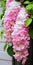 Intense Close-up: White And Pink Hydrangea Hanging By The Window