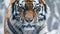 intense closeup of aggressive Siberian tiger face, showcasing wild intensity