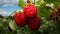 Intense Color Saturation: Red Raspberries On A Plant