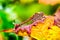 Intense colored detailed macro of a single isolated red dragonfly sitting on a yellow red leaf