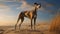 Intense And Dramatic Greyhound Portrait On Beach