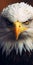 Intense Energy: Photo-realistic Bald Eagle Render For Mobile Lock Screen