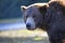 Intense eyes of a brown bear