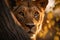 Intense Gaze of an African Lion in Twilight. Generative AI