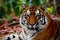 Intense gaze of Bengal tiger captivates amidst forest scenery