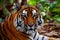 Intense gaze of Bengal tiger captivates amidst forest scenery