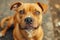 Intense Gaze of a Brown Pitbull Dog with Stunning Eyes in Natural Light, Portrait of Expressive Canine Friend