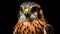 Intense Gaze Captivating Bird Studio Portrait In Stunning 8k Resolution