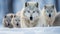 Intense Gaze: Captivating White Wolves Walking On Snow