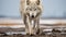 Intense Gaze: A Captivating Wolf Walking On Sandy Ground