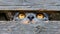 Intense gaze of a cat in close up, showcasing expressive eyes pets and lifestyle concept