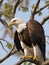 The intense gaze of an eagle as it perches on a branch