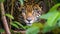 Intense Gaze of a Jaguar Amidst Green Foliage