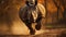 Intense Gaze: Rhino Running In Forest With Speed And Motion