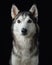 Intense gaze of a Siberian Husky dog emerges from the darkness