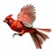 Intense Hyperrealistic Cardinal Flying Over White Background
