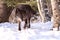 An intense look of wolf hunting in the snow